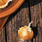 Zwiebeln in Schale, 125 x 125